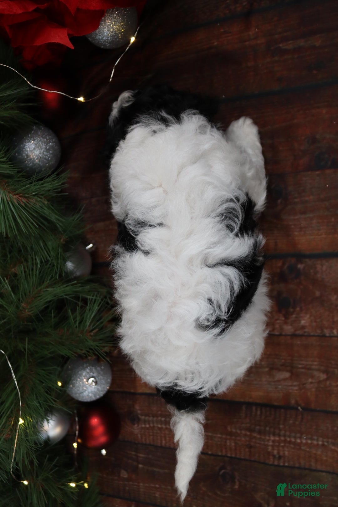 Cavapoo dogs for sale: Jack - Ad 5