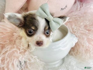 Chihuahua dogs Chihuahua Puppy 1 - Ad 16