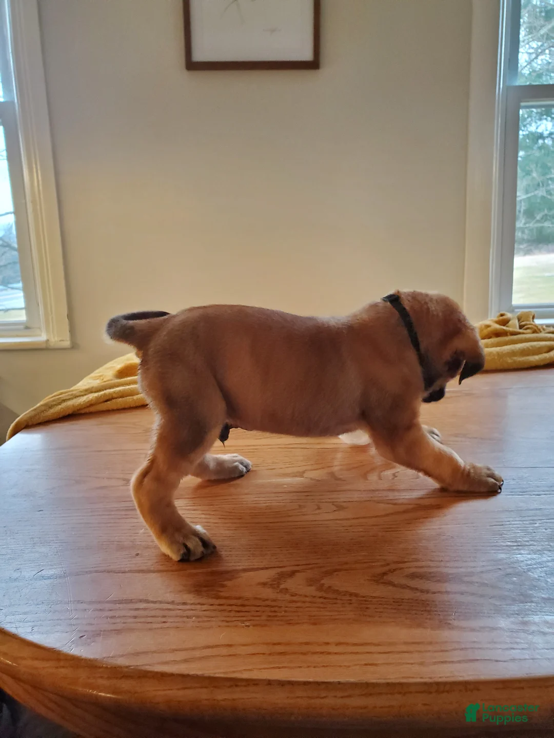 English Mastiff dogs for sale: Sawyer - Ad 1