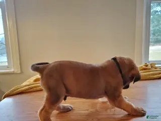 English Mastiff dogs for sale: Sawyer - Ad 4