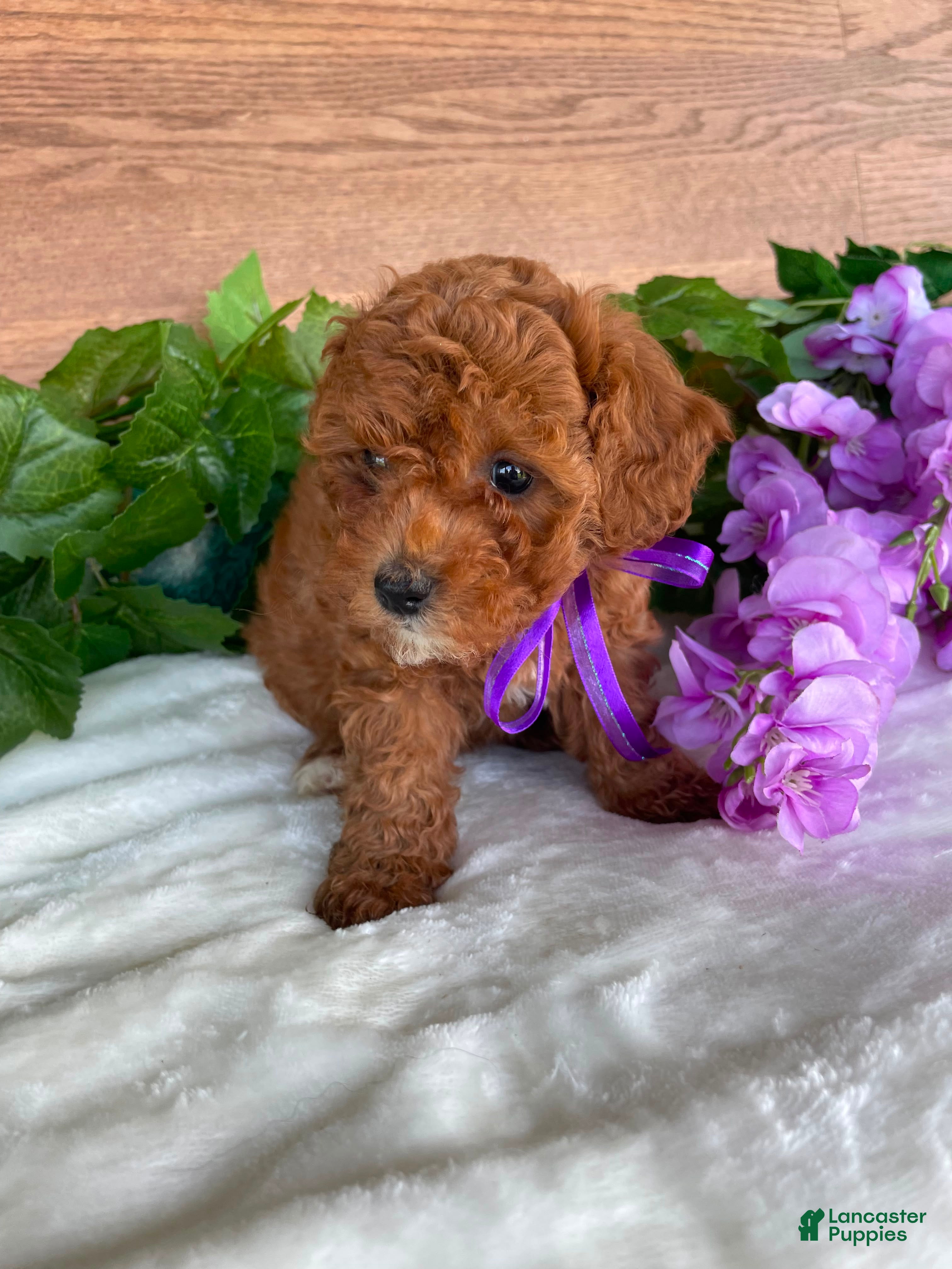 Cavapoo dogs Miss Tulip - Ad 21