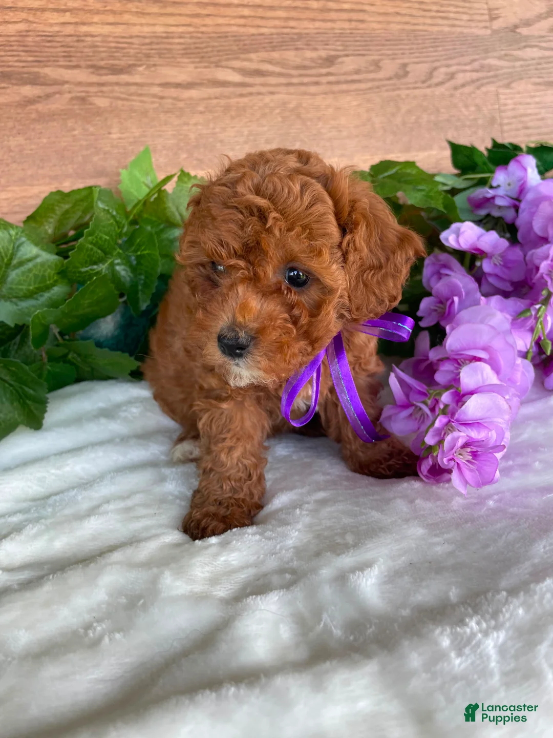 Cavapoo dogs for sale: Miss Tulip - Ad 1