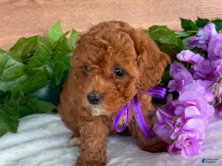 Cavapoo dogs Miss Tulip - Ad 21