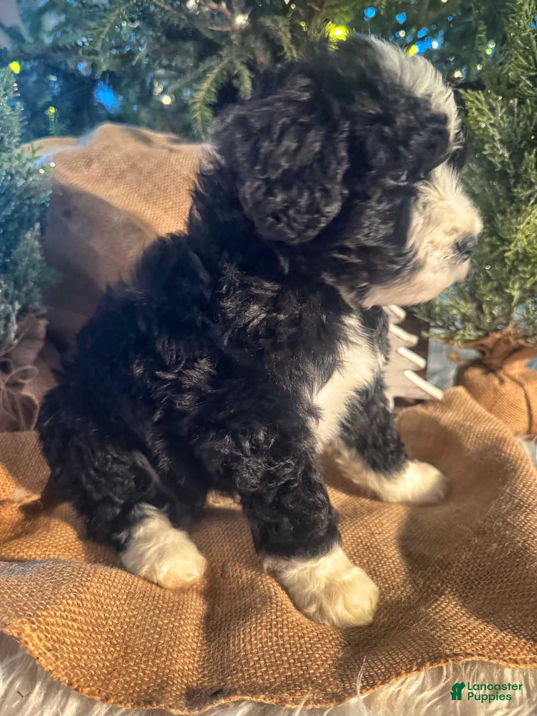 Bernedoodle dogs for sale: Australian Mountain Doodle Fuller - Ad 3