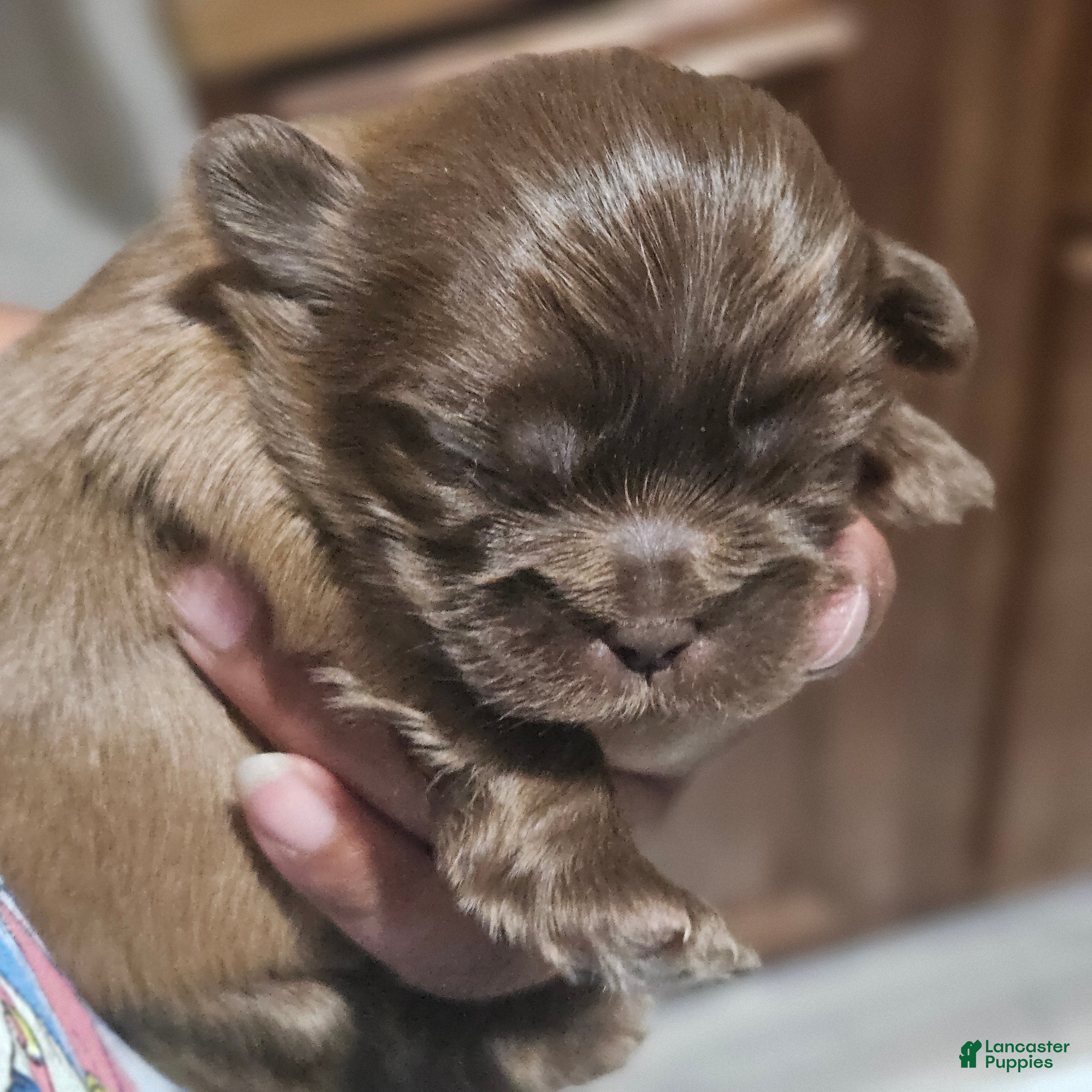 Shih Tzu dogs for sale: Porkers - Ad 3