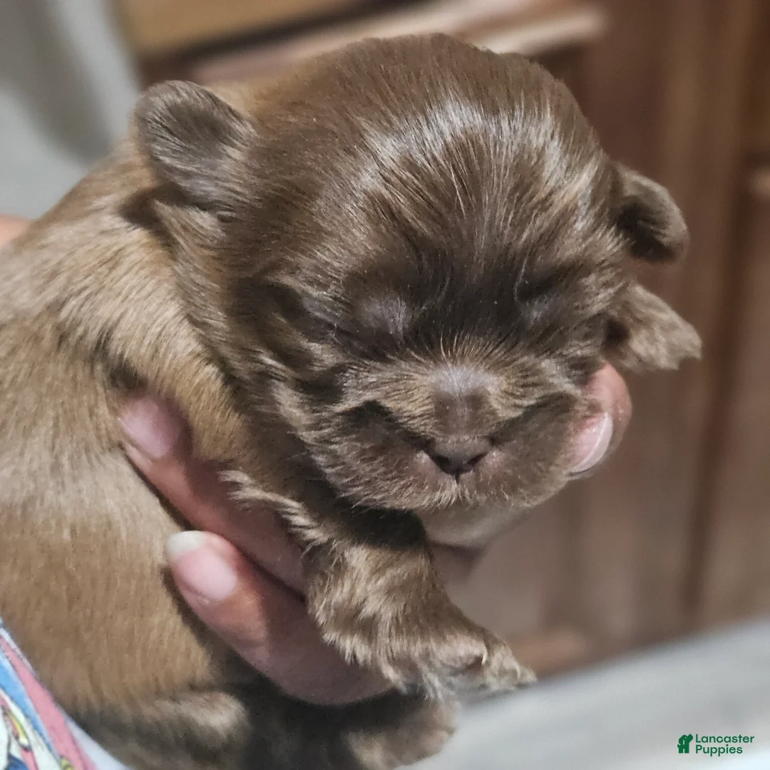 Shih Tzu dogs for sale: Porkers - Ad 1
