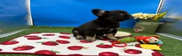 French Bulldog dogs for sale: French Bulldog 2 - Ad 4