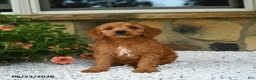 Mini Goldendoodle dogs for sale: Asher - Ad 4