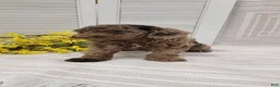 Cockapoo dogs for sale: Rambo - Ad 11