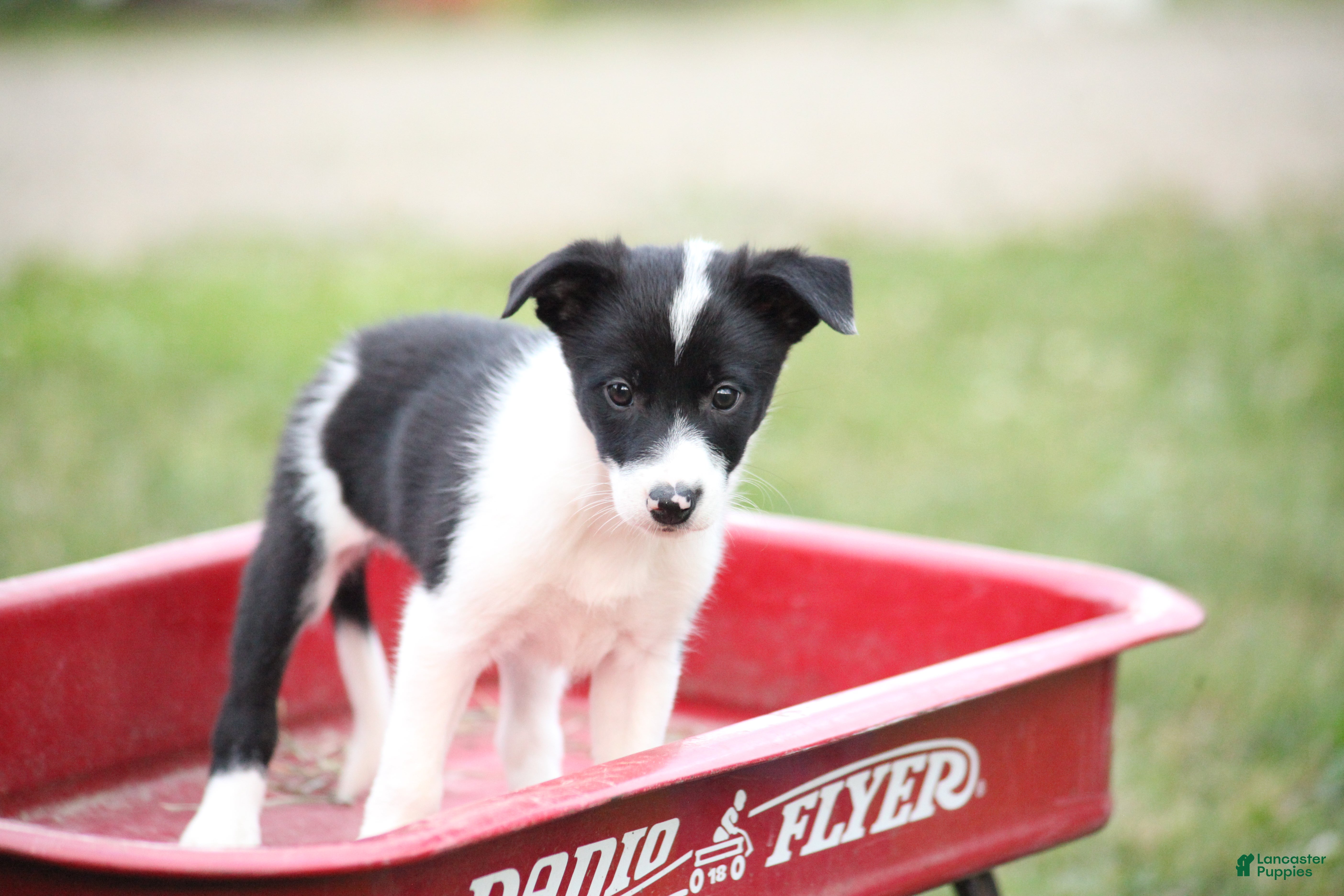 Border Collie Heelers For Sale Near Me Blue Heeler Border Collie