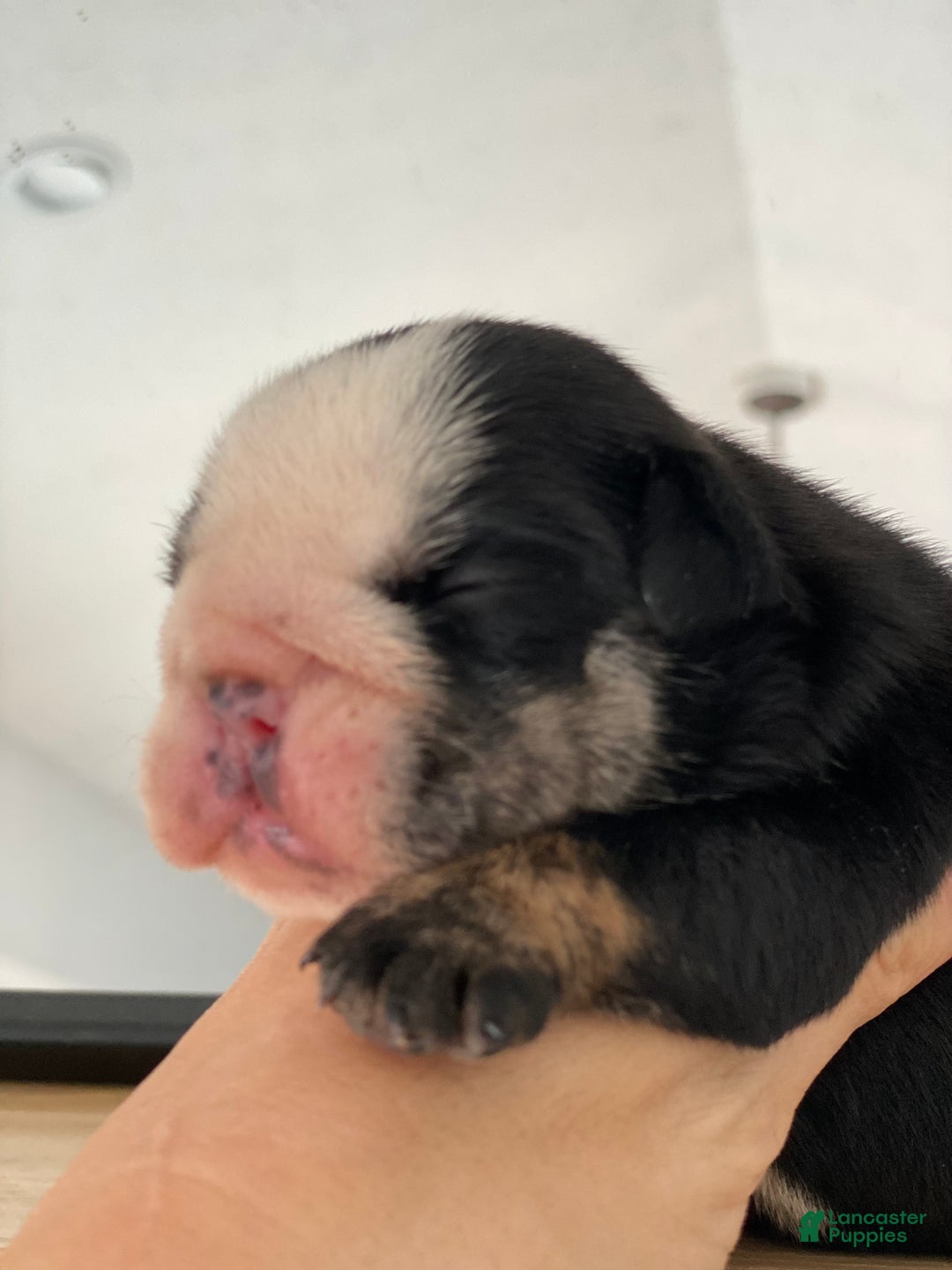 English Bulldog dogs for sale: Mad Mia - Ad 1