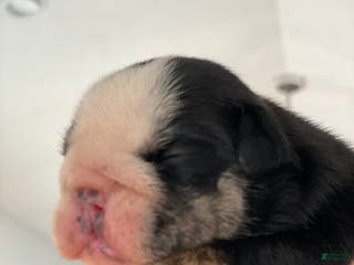 English Bulldog dogs Mad Mia - Ad 41