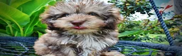 Havapoo dogs for sale: Fancy - Ad 5