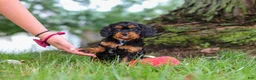 Cavapoo dogs for sale: Kai - Ad 13