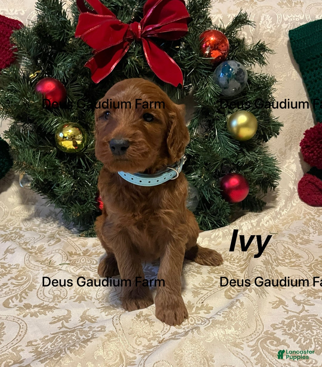 Irish Doodle dogs for sale: Ivy - Ad 1