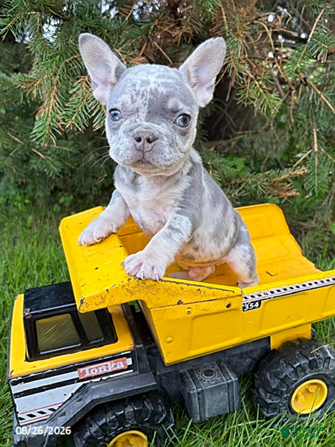 French Bulldog dogs for sale: Bruiser - Ad 3