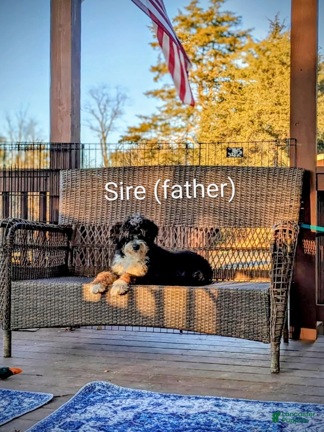 Mini Goldendoodle dogs for sale: Mini-Goldendoodle  - Ad 6