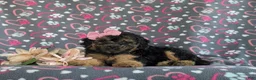 Bichpoo dogs for sale: Ariana - Ad 5