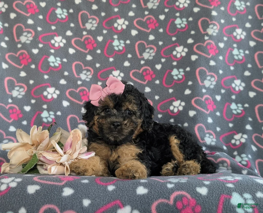Bichpoo dogs for sale: Ariana - Ad 5
