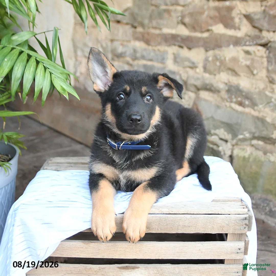 German Shepherd dogs for sale: Nikki - Ad 2