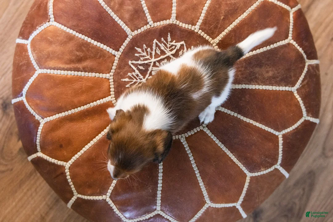 Miniature Dachshund dogs for sale: Sir Wigglebottom - Ad 11