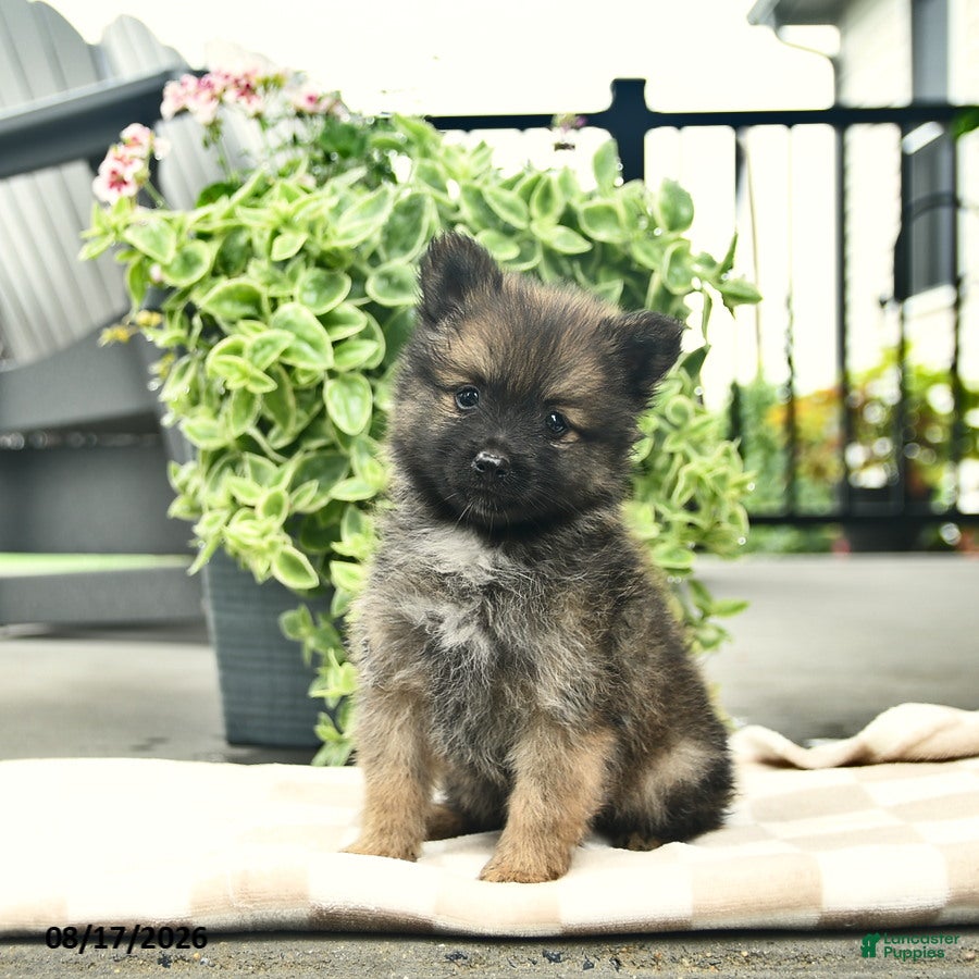 Pomeranian dogs Pepper  - Ad 1