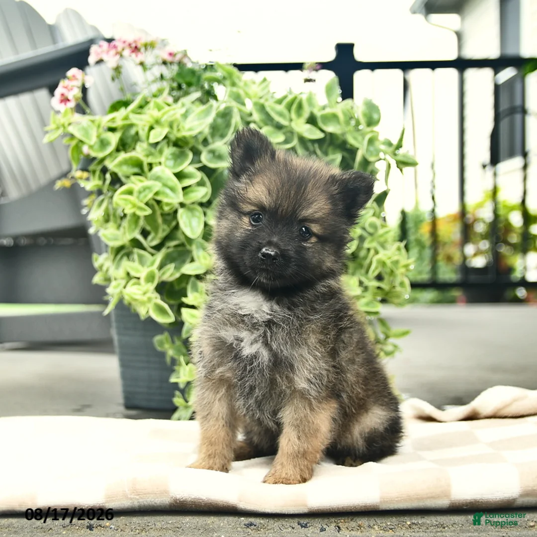 Pomeranian dogs for sale: Pepper  - Ad 1
