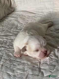 Shih Tzu dogs Shih Tzu 2 - Ad 6