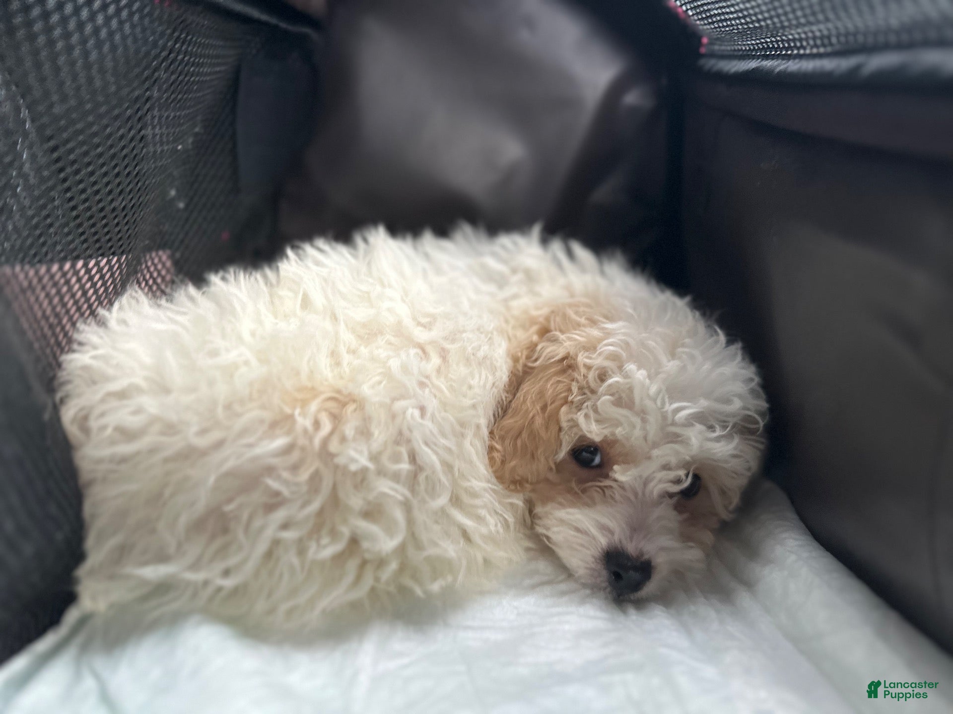 Mini Goldendoodle dogs for sale: Mini Goldendoodle 1 - Ad 1