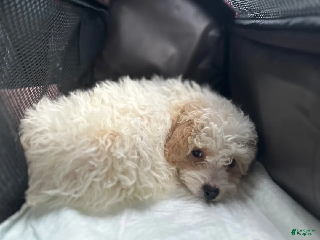 Mini Goldendoodle dogs for sale: Mini Goldendoodle 1 - Ad 1