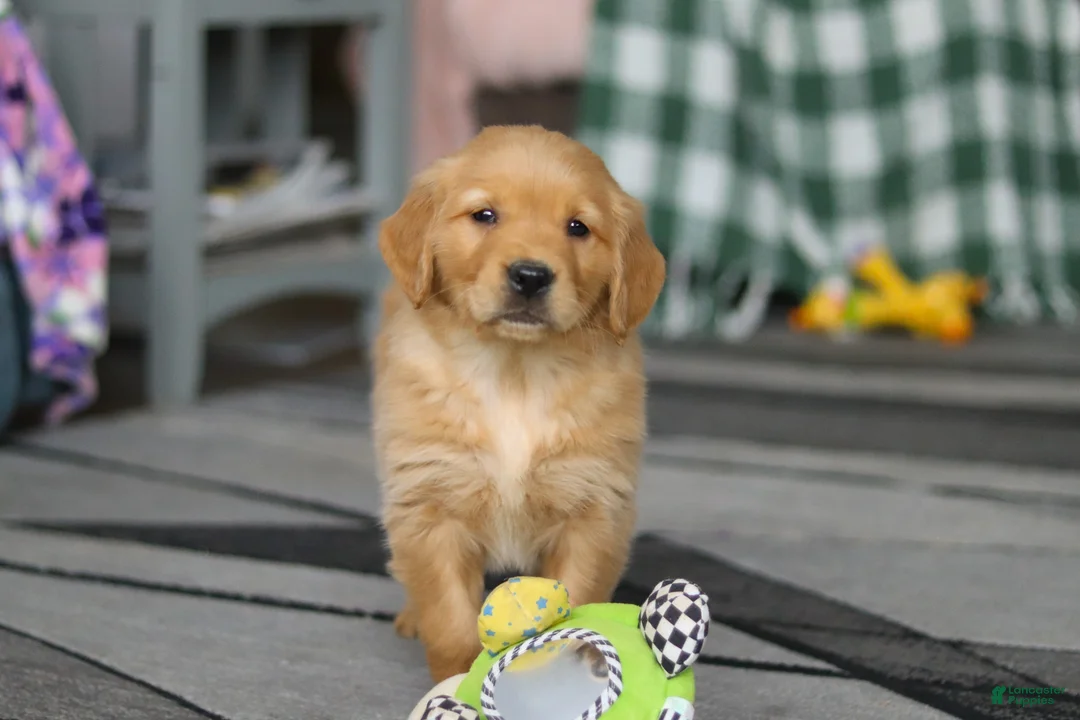 Golden Retriever dogs for sale: Ramco - Ad 1