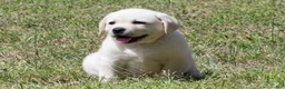 Labrador Retriever dogs for sale: Keira - Ad 8