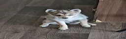 Pomsky dogs for sale: Pomsky Puppy 2 - Ad 2