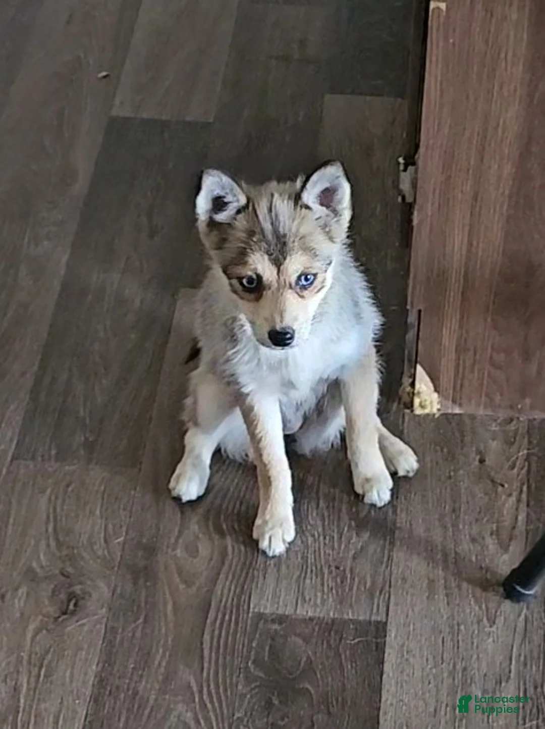 Pomsky dogs for sale: Pomsky Puppy 2 - Ad 2