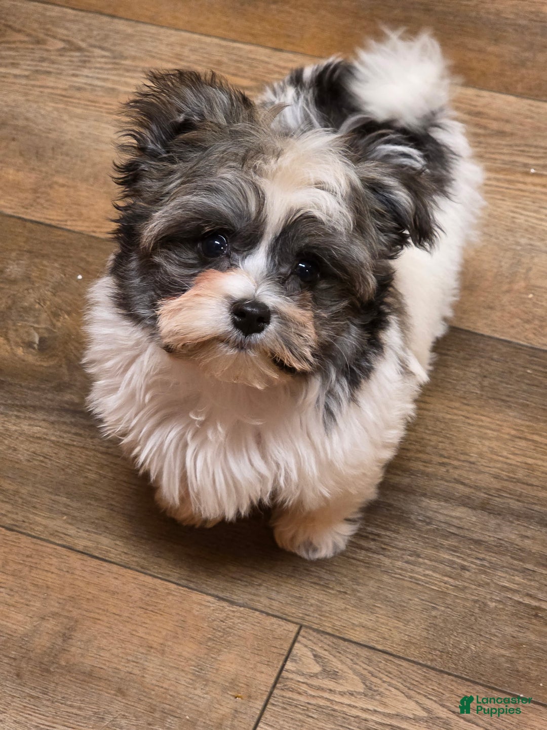 Havanese dogs for sale: Tin Tin - Ad 7