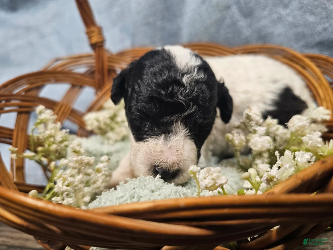 Mini Goldendoodle dogs for sale: Mr. Beans  - Ad 14