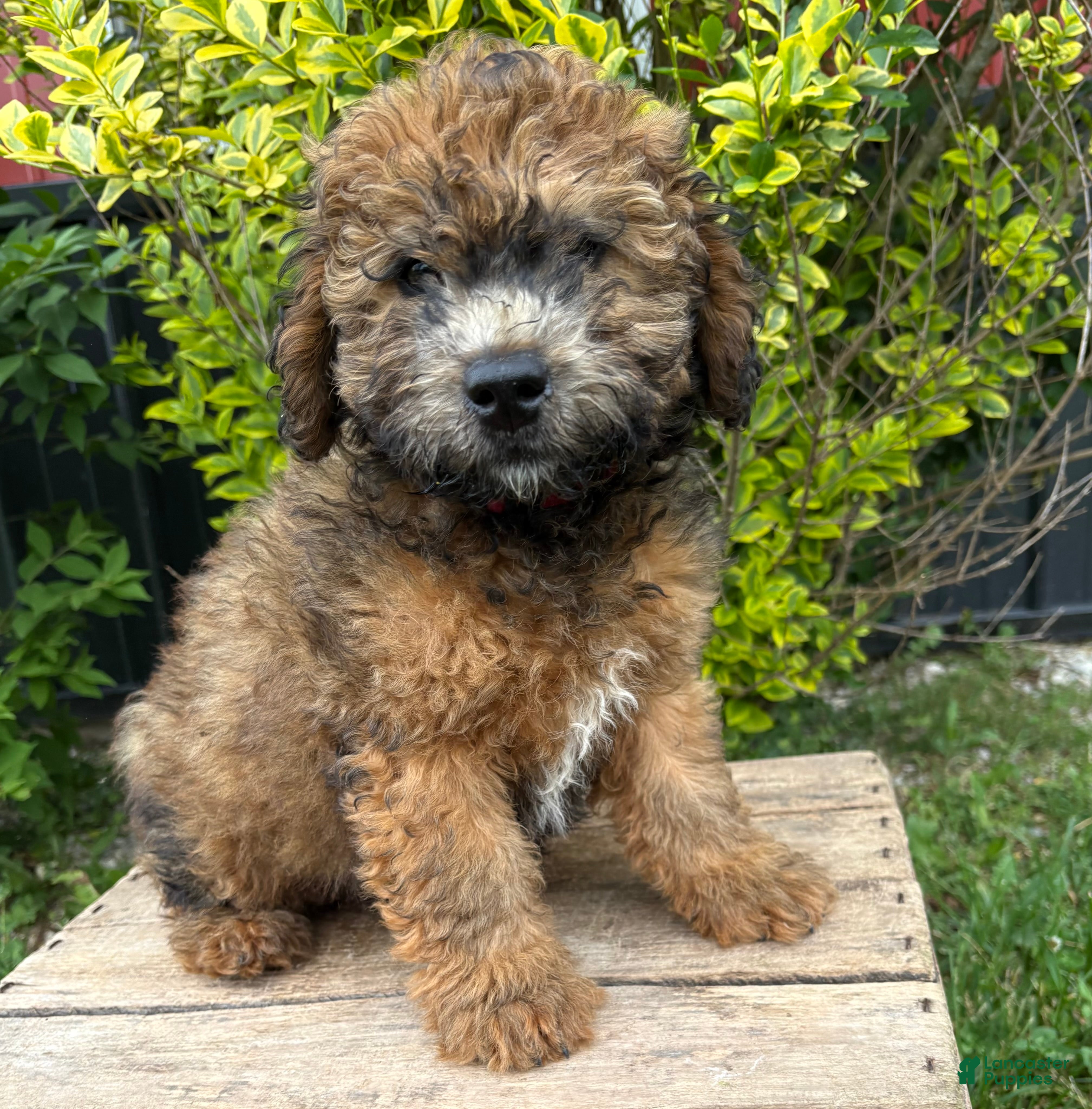 Whoodle dogs Daisy - Ad 2