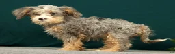 Mini Bernedoodle dogs for sale: Polly - Ad 5