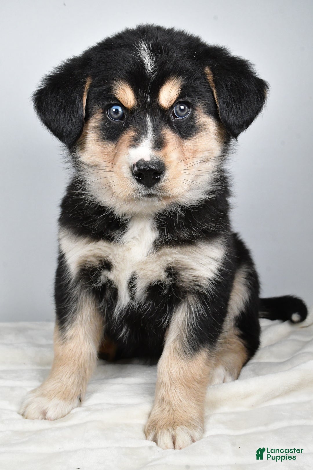 Mixed Breed dogs for sale: Cash - Ad 6