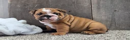 English Bulldog dogs for sale: Stella - Ad 1