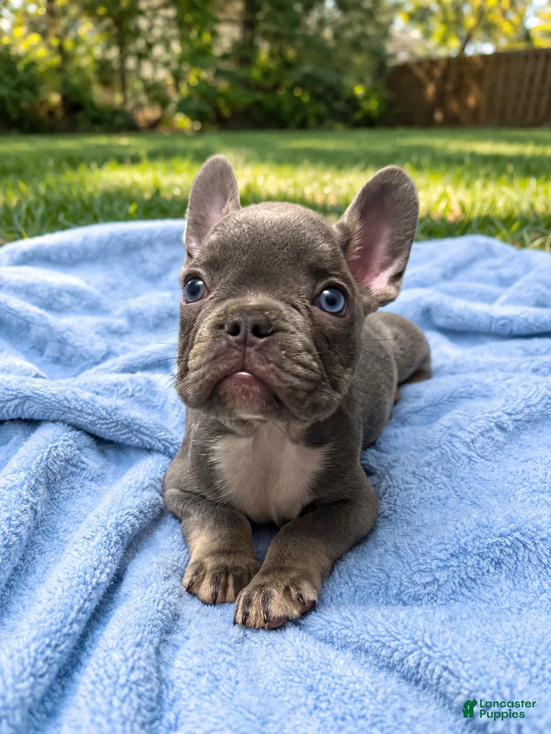 French Bulldog dogs for sale: French Bulldog 5 - Ad 2