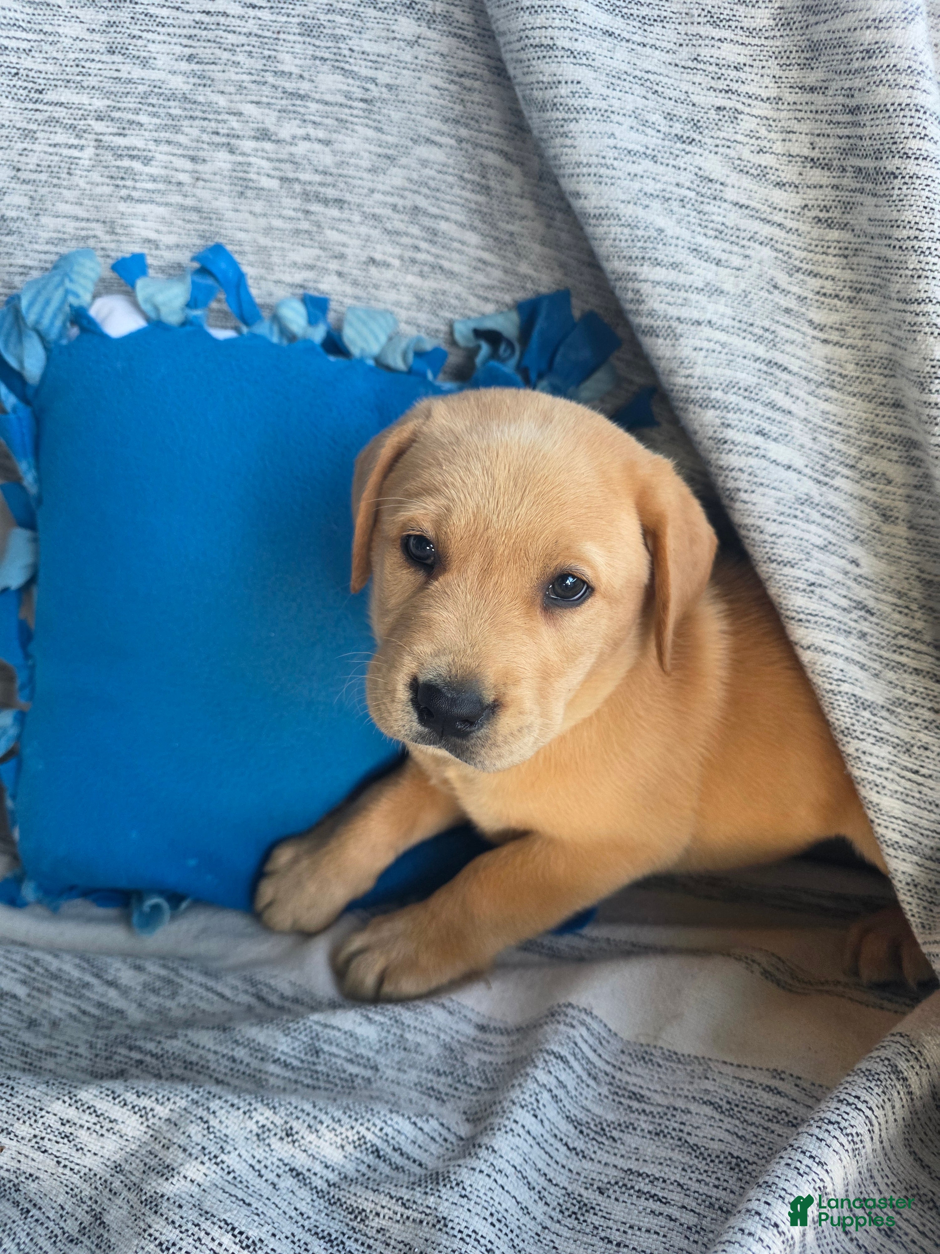 Labrador Retriever dogs Duke - Ad 2