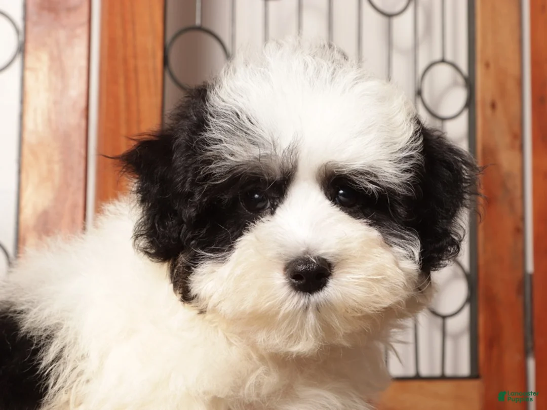 Maltipoo dogs for sale: Pip - Playful Male Maltipoo - Ad 4