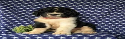 Saint Berdoodles dogs for sale: Clayburn - Ad 1