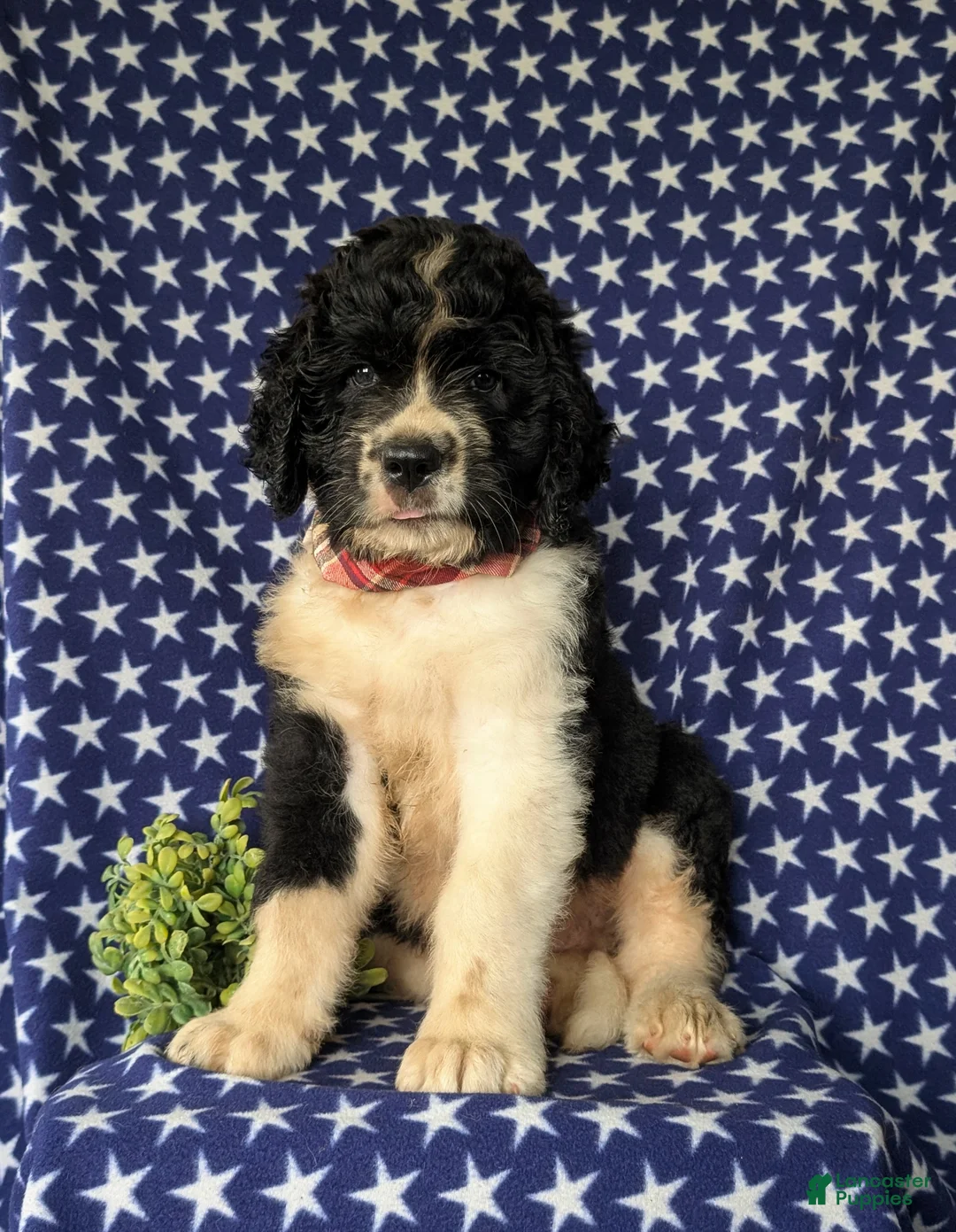 Saint Berdoodles dogs for sale: Clayburn - Ad 1