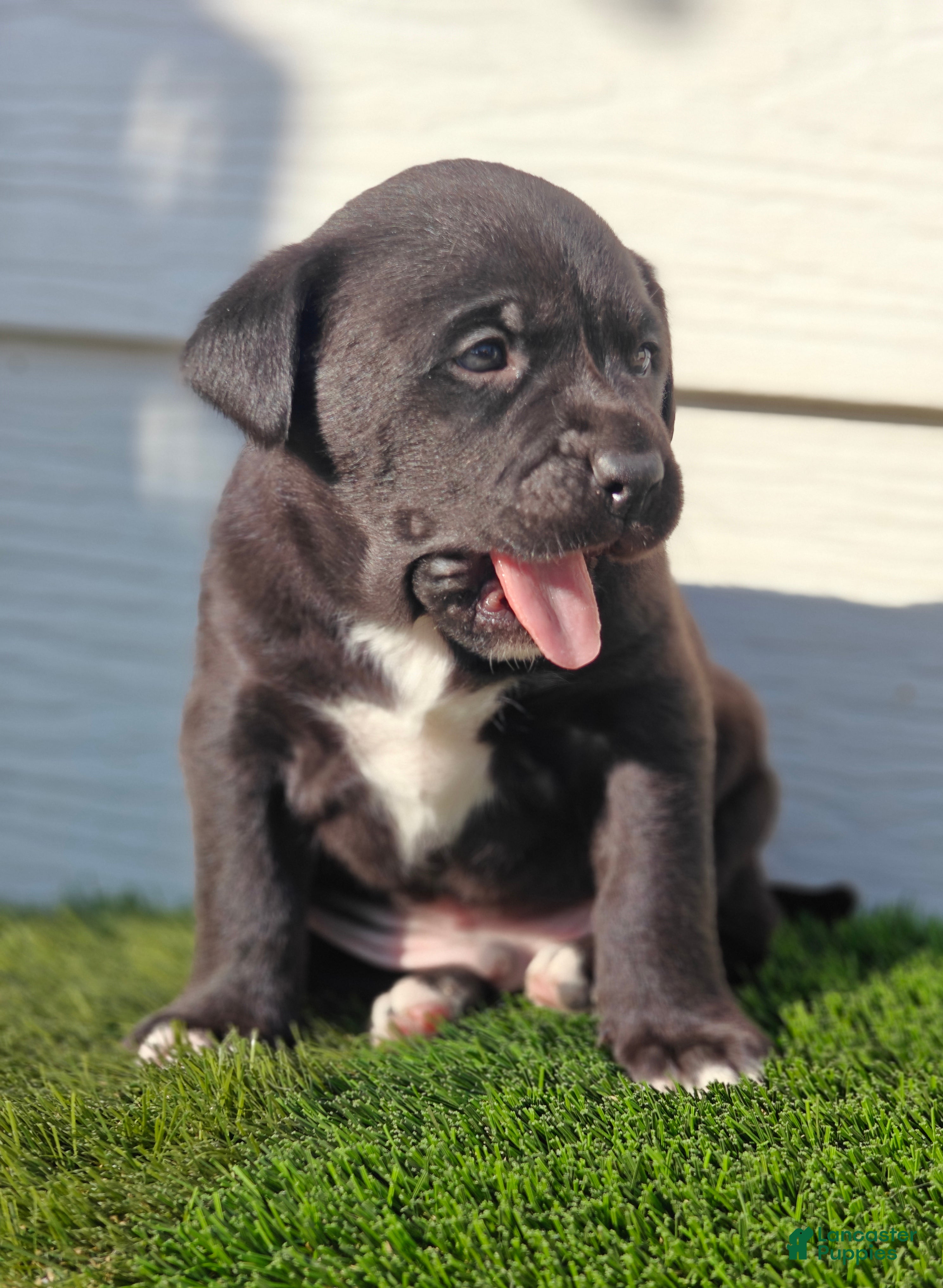 Mixed Breed dogs Black Junior - Ad 2