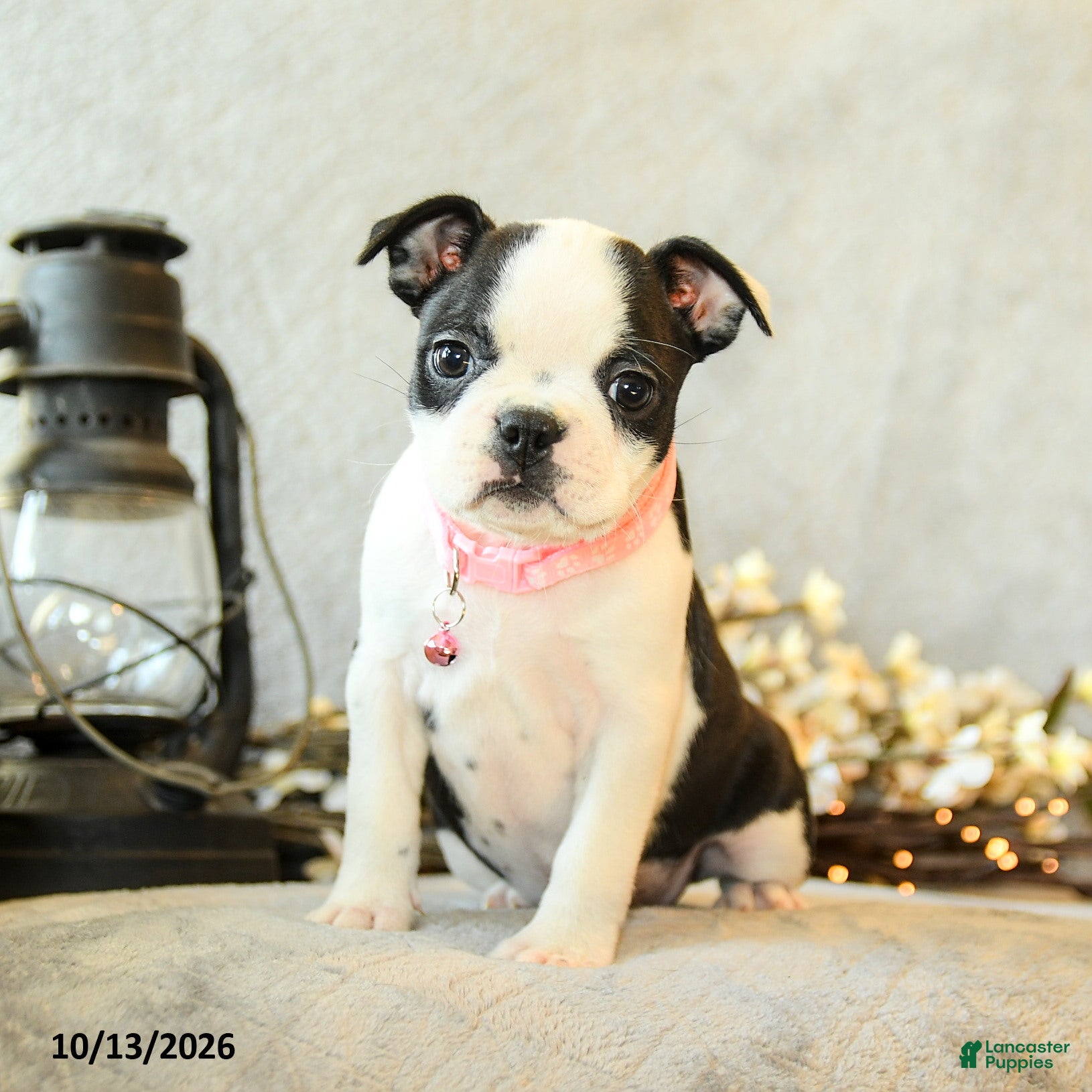 Boston Terrier dogs Mocha - Ad 2