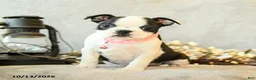 Boston Terrier dogs for sale: Mocha - Ad 2