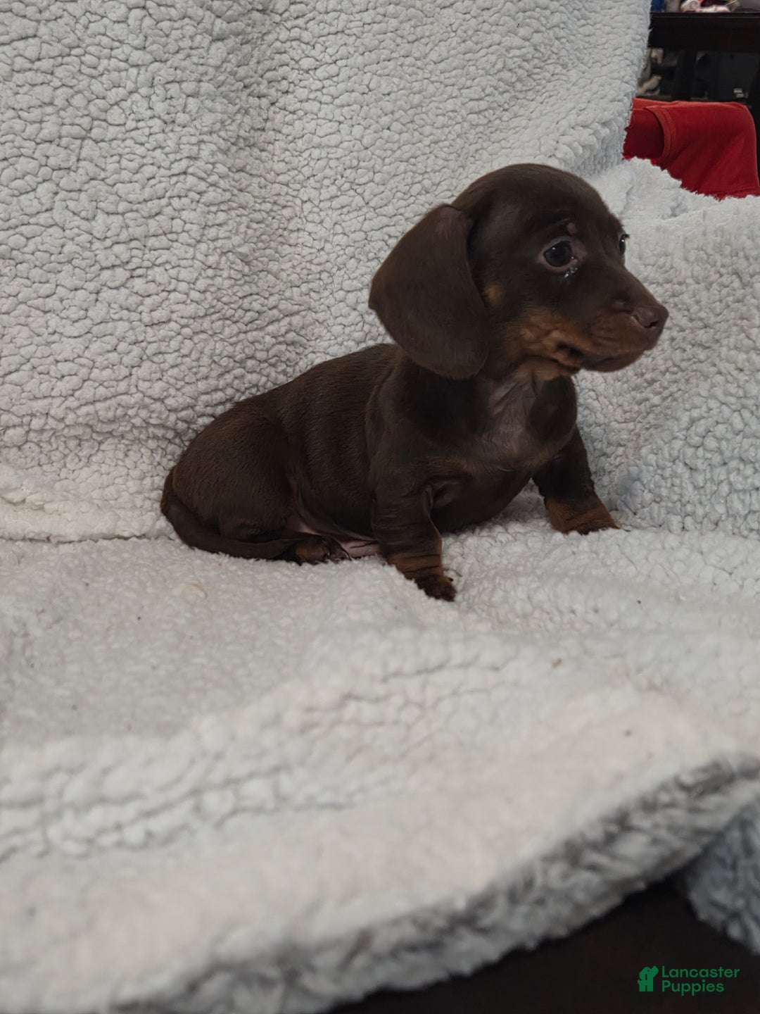 Miniature Dachshund dogs for sale: Miniature Dachshund Puppy 2 - Ad 2