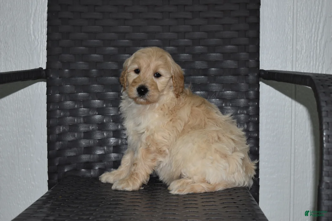Goldendoodle dogs for sale: Jasper  - Ad 4